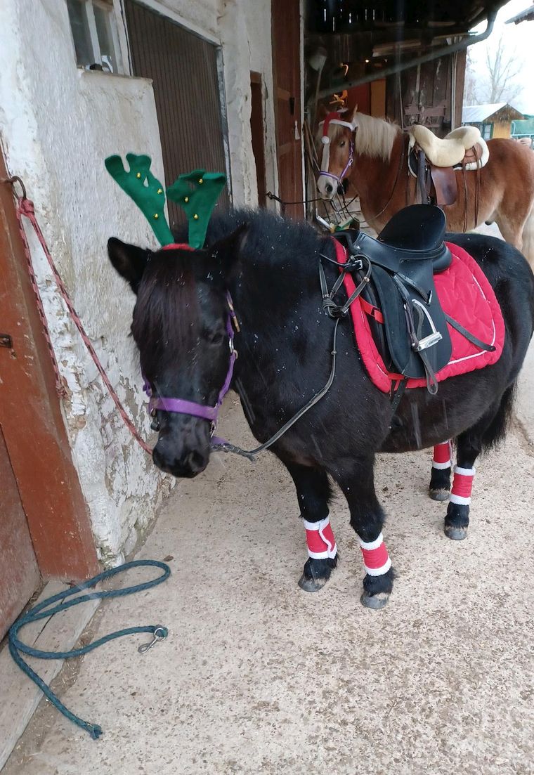 Der Nikolaus auf dem Ponyhof Bauer
