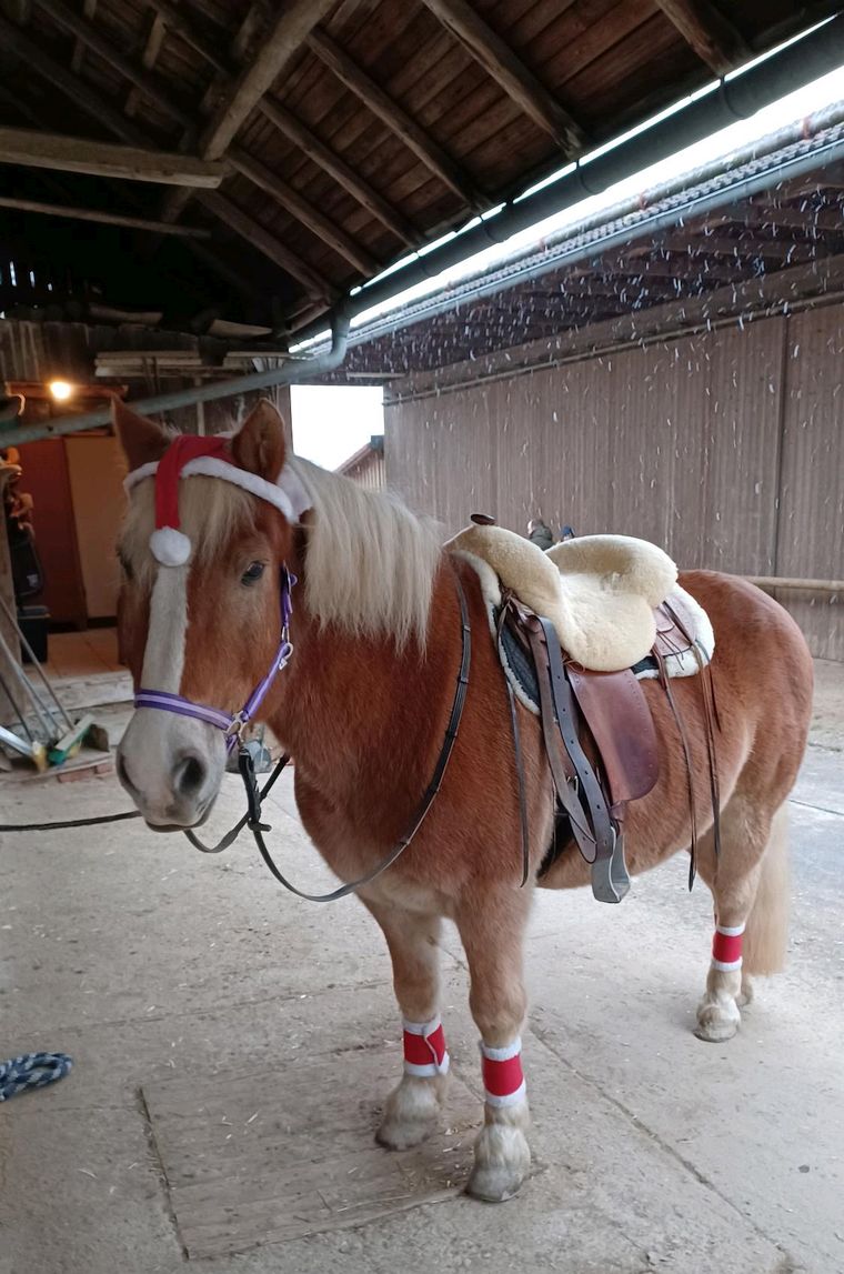 Der Nikolaus auf dem Ponyhof Bauer