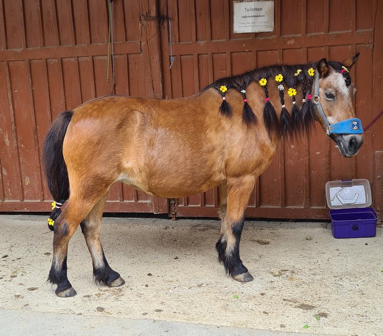 Ponytag August 2023 - Pferdebemalen - Jenny