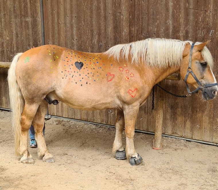 Ponytag August 2023 - Pferdebemalen - Otis