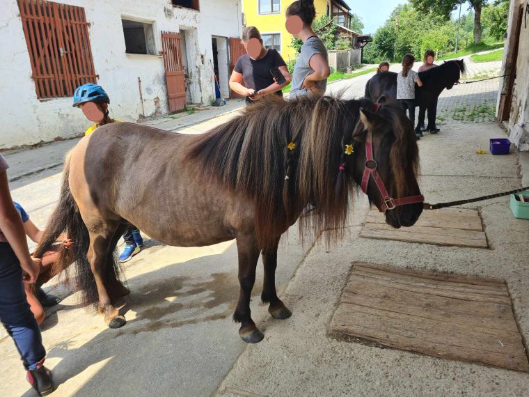 Ponytag August 2025