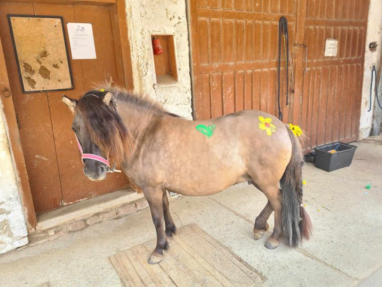 Ponytag August 2025