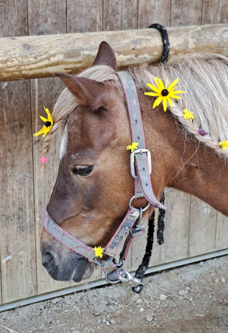 Ponytag August 2025
