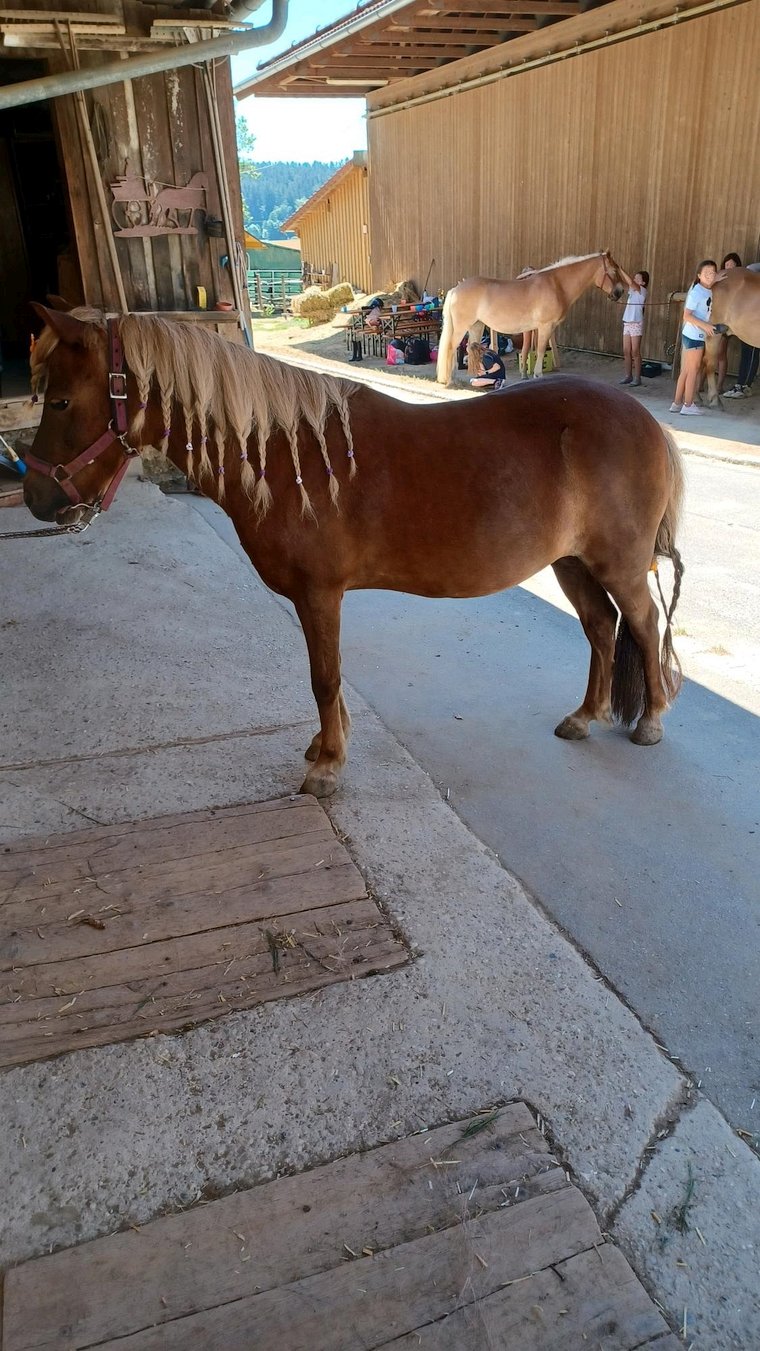 Ponytag August 2022 - Striegeln