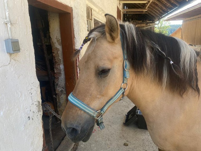 Ponytag August 2022
