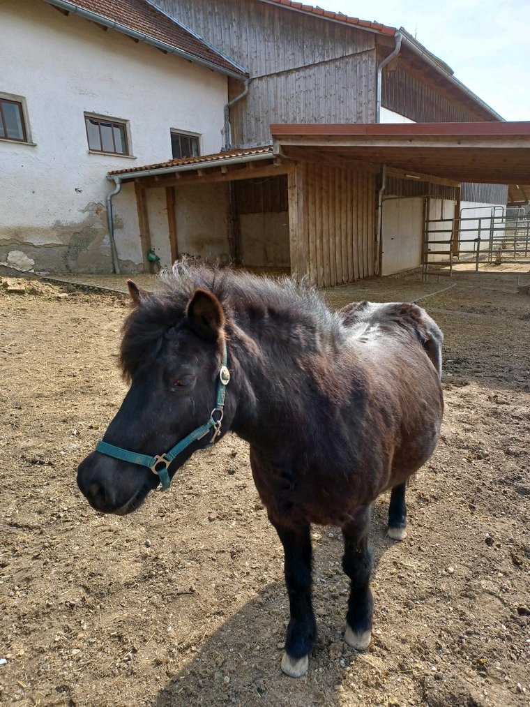 Jessy mit Geweih